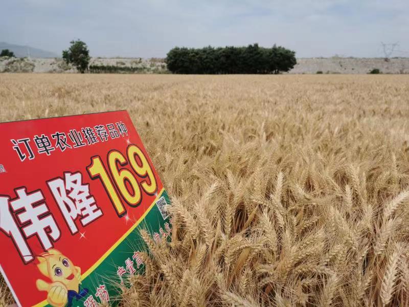 重磅！集團(tuán)兩項(xiàng)產(chǎn)品入選農(nóng)業(yè)農(nóng)村部2023年農(nóng)業(yè)主導(dǎo)品種